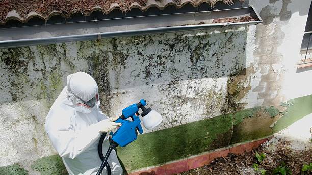 Mold Removal service in Boswell